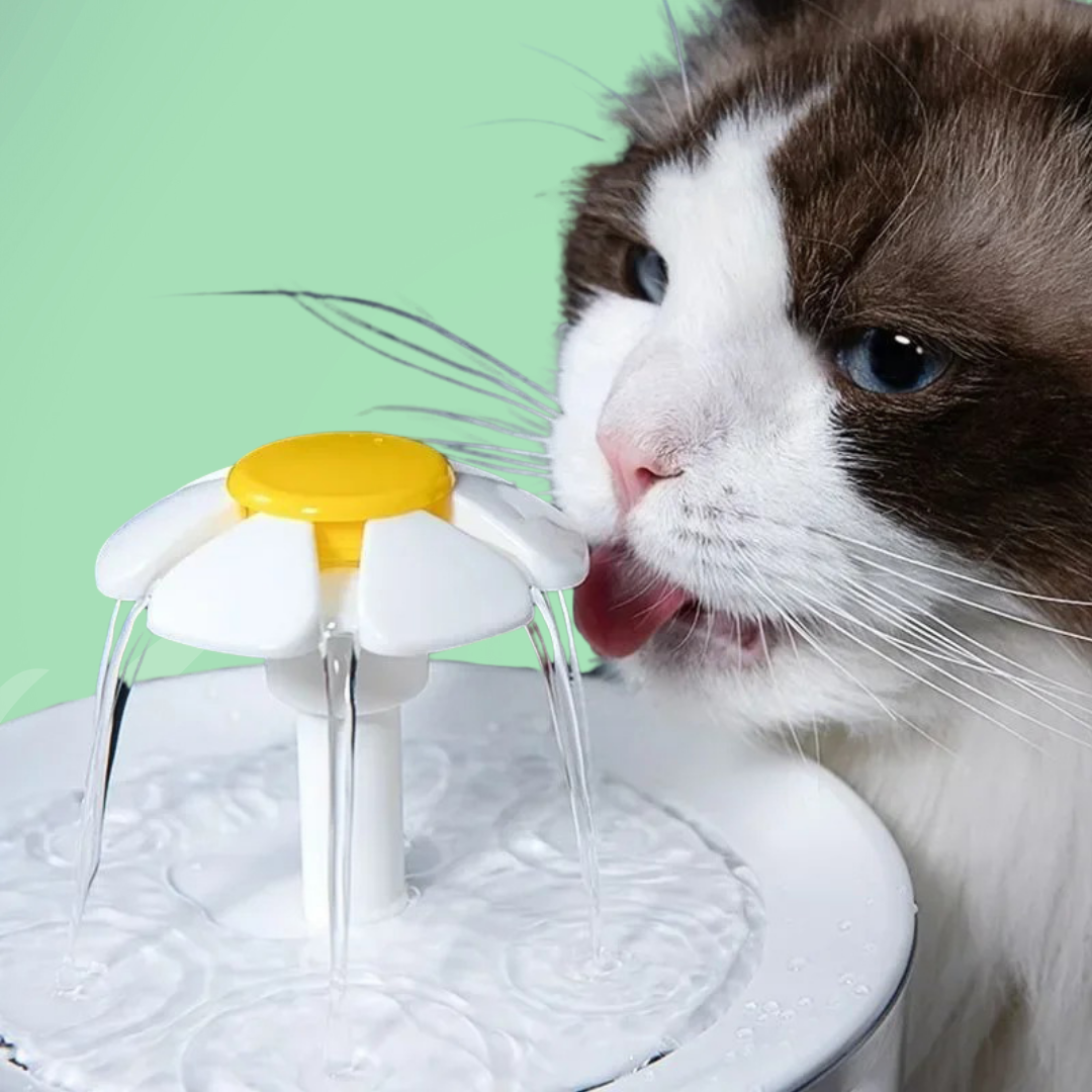 Vannfontene for katt — Kontinuerlig hydrering og alltid friskt vann 